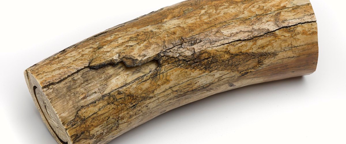 Mammoth Tusk (c) National Museum of Scotland